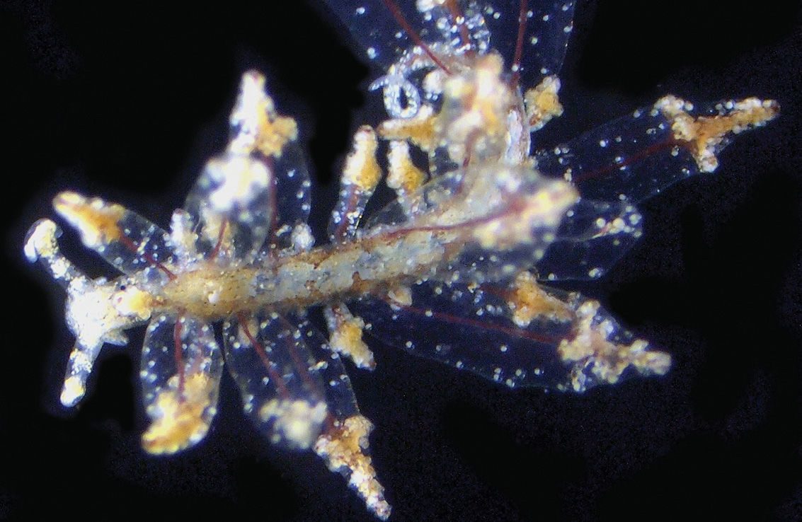 Cross-bearer sea slug
